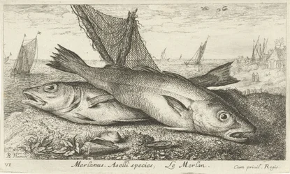 Kaksi valkoturskaa rannalla Merlanus. Aselli-lajit, Lemerlan. (otsikko esineessä) Kalat ja muut meren eläimet - suolaisen veden ensimmäinen sarja (sarjan nimi) Diverse Especes de Poissons de mer (sarjan nimi)