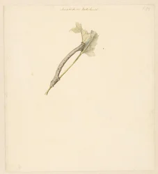 Studieblad met rups, Amphidiasis Betularia