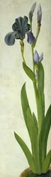 Iris (wc ja guassi paperilla)