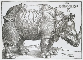 Neushoorn Rhinocerus (títol de l
