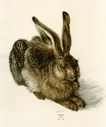 Nuori jänis