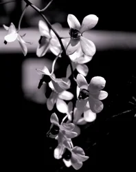 joukko, 2019, (valokuvaus)