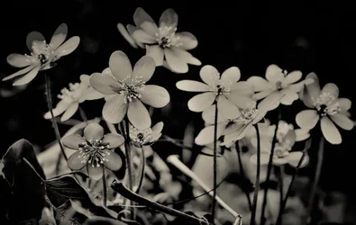 kuoro, 2019, (valokuvaus)