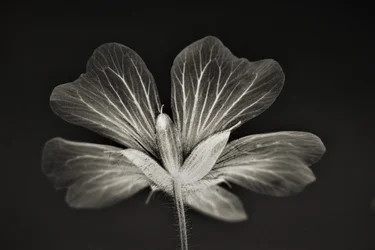 selkeys, 2019, (valokuvaus)