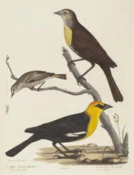 Keltapäinen mustarastas, naaras mustarastas ja naaras Cape May Warbler.