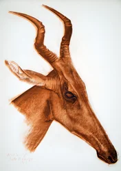 Antilope Jackson (Am Dafok), teoksesta Dessins et Peintures d