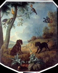 Muskottipähkinä ja hermiini, Ludvig XIV:n (1638-1715) koirat. Francois Desportesin (1661-1743) maalaus