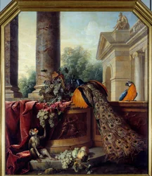 Asetelma, jossa on riikinkukko, papukaija, apina ja viinirypäleterttuja. François Desportes (1661-1743), 1700-luku. Mitat: 2,05 x 1,8 m. Lyon, Musée des Beaux-Arts