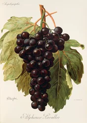 A. Kreyderin Alphonse Lavallee -rypäle
