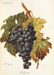 A. Kreyderin Bolgnino-rypäle