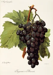 A. Kreyderin Ingram