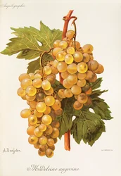 A. Kreyderin Madeleine Angevine -rypäle