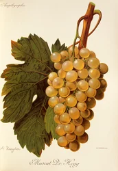 A. Kreyderin Muscat Dr. Hogg -rypäle