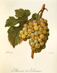 A Kreyderin Muscat de Saumur -rypäle