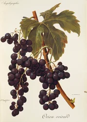 A. Kreiterin Oriou Vourard -kahva
