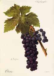 A. Kreiterin rajauskahva