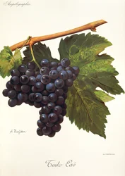 A. Kreyderin Tinto Cao -rypäle