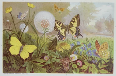 Perhosia, kuvitus unkarilaisesta luonnonhistoriakirjasta, n. 1900
