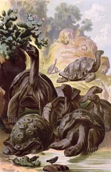 Jättikilpikonnat Galapagossaarilta, luonnonhistoriakirjasta, 1887