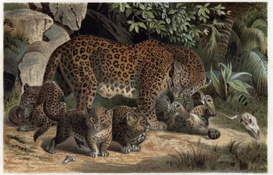 Panthere ja sen poikaset - Panthera, teoksesta "Brehm