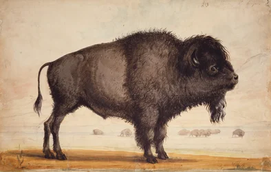 Scenting the Breeze, n. 1837 (akvarelli paperille)