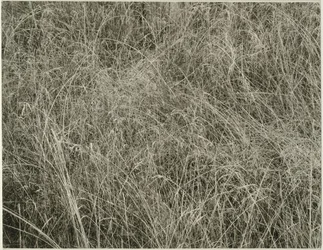 Grass, 1933.