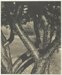 Tanssivat puut, 1922.