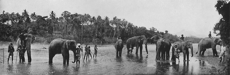 Kandy. Temppelin pyhät elefantit, kylpeminen, c1890, 1910