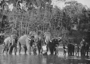 Pyhät norsut uimassa Mahaweli Gangassa Katugastotassa, c1890, 1910