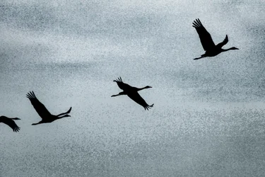 Wing on Wing, sarjasta Over Hula, 2016 (valokuva)