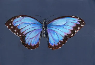 Blue Morpho Butterfly, 2019 (pastelli)