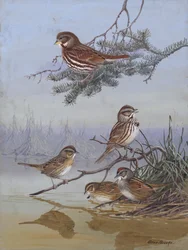 Sparrow, Allan Brooks