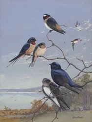Swallows 002, Allan Brooks