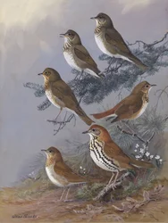 Thrush, Allan Brooks