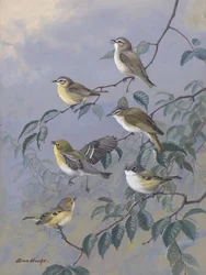 Vireot, Allan Brooks