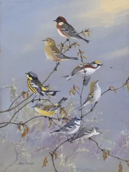 Warblers 001, Allan Brooks