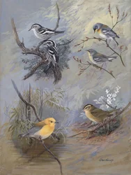 Warblers 002, Allan Brooks