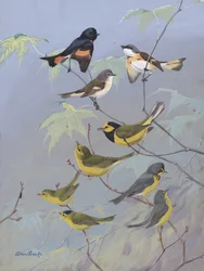 Warblers, Allan Brooks