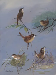 Wren, Allan Brooks