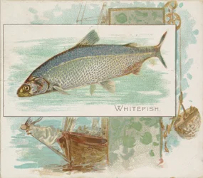 Siika, Fish from American Waters -sarja N39 Allen & Ginter -savukkeille, 1889.