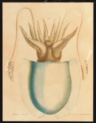 Seepiatutkimus