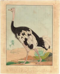 Strutsi, profiilissa, aavikkomaisemassa