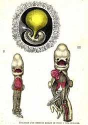 Ihmisalkion evoluutio: Luonnollinen luominen ja elävät olennot (Jules Rengade)