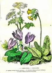 Ombelliferes, Primulacees: Luonnollinen luominen ja elävät olennot. Piirustus A. Demarle. 1885