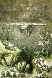 Prehistoire-Terre et Mers: Silurian aikakauden alku (J. Rengade. Piirustus Demarle. 1885
