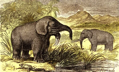 Esihistoria-mioseenikausi: Oikealta vasemmalle: Dinotherum ja Mastodonte. Luonnollinen luomus ja elävät olennot. Piirustus A. Demarle. 1885