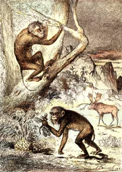 Catarhinian Monkeys (mioseenikausi): Semnopitheques. J. Rengaden luonnollinen luomus ja elävät olennot. Piirustus A. Demarle