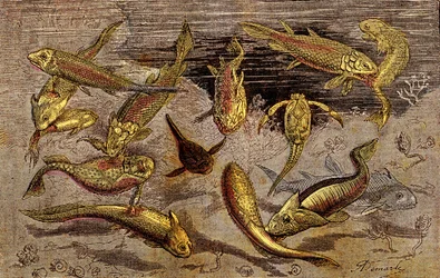 Devonian Times (esihistoria) Elävät olennot: Taistelu elävien olentojen olemassaolosta. Luonnollinen luominen. Piirustus A. Demarle. 1885