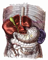 Ruoansulatuskanava - (Normal Life & Health, J. Rengade) - Piirustus A. Demarle 1881