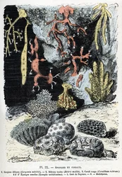 Carta Zoológica: esponjas e corais (gorgone, bebryce, coral, esponjas, luva de netuno (placa zoológica: esponjas marinhas e corais) Gravura de “” L